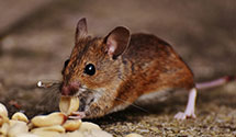 Residential Pest Control